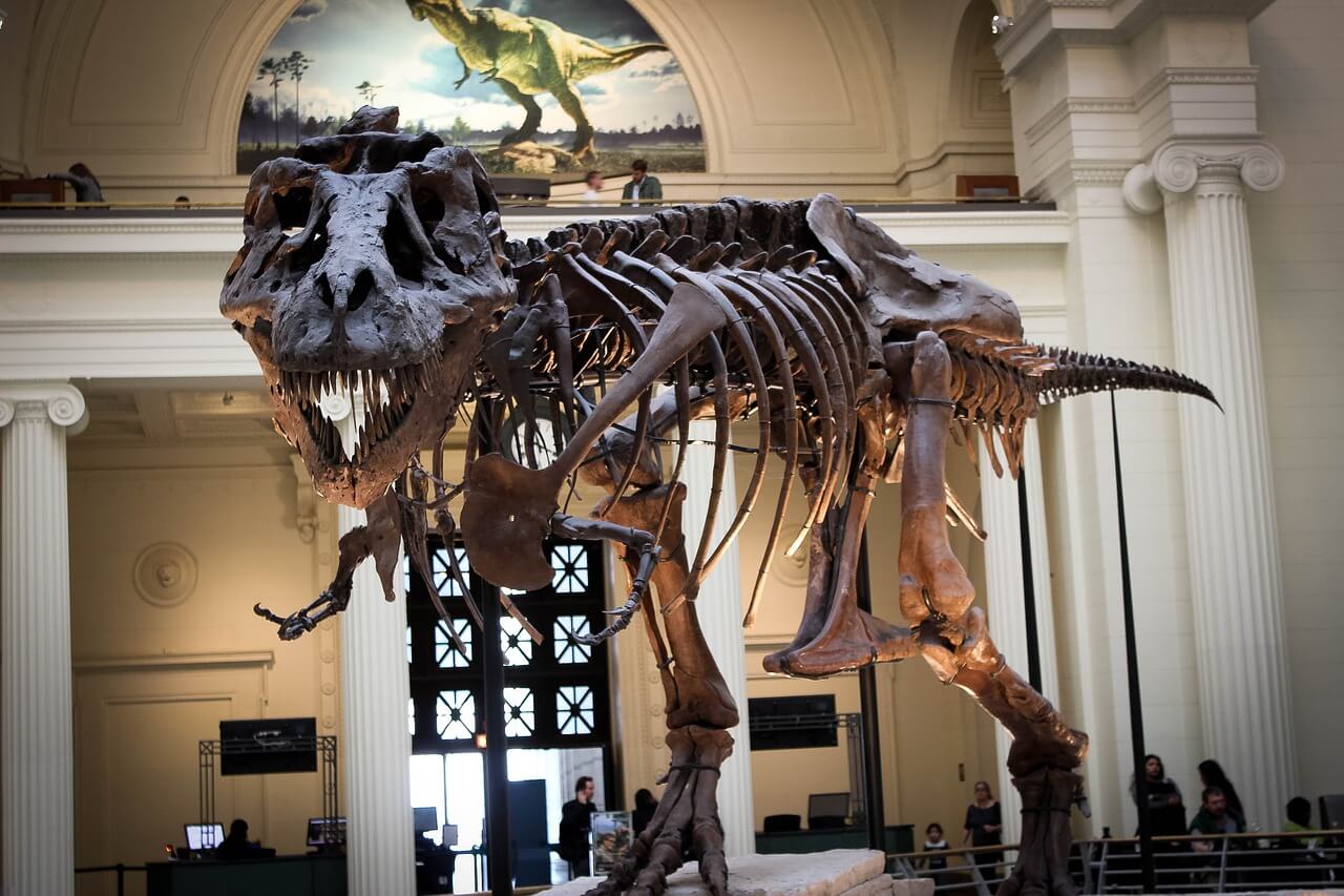 A dinosaur skeleton inside a Chicago Museum: Chicago itinerary