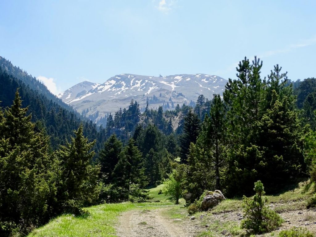 Lots of pine tress with a snow clad peak in the distance