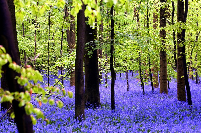 forest 5317746 640