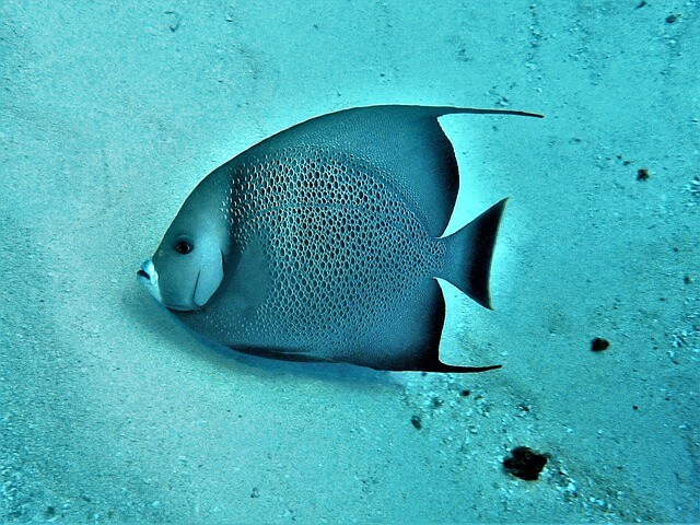 An underwater shot of a fish in Cozumel, Mexico