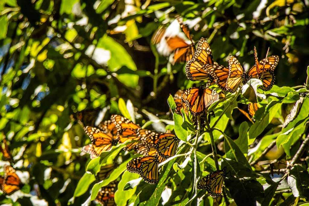 A bunch of Monarch butterflies amidst greenery in Valle De Bravo, Mexico